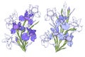 Composition of purple and blue irises